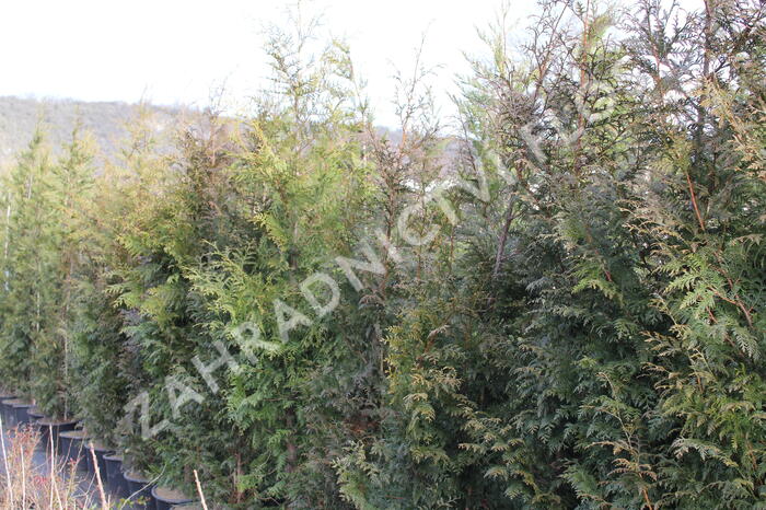 Zerav, túje řasnatá 'Excelsa' - Thuja plicata 'Excelsa'