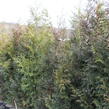 Zerav, túje řasnatá 'Excelsa' - Thuja plicata 'Excelsa'