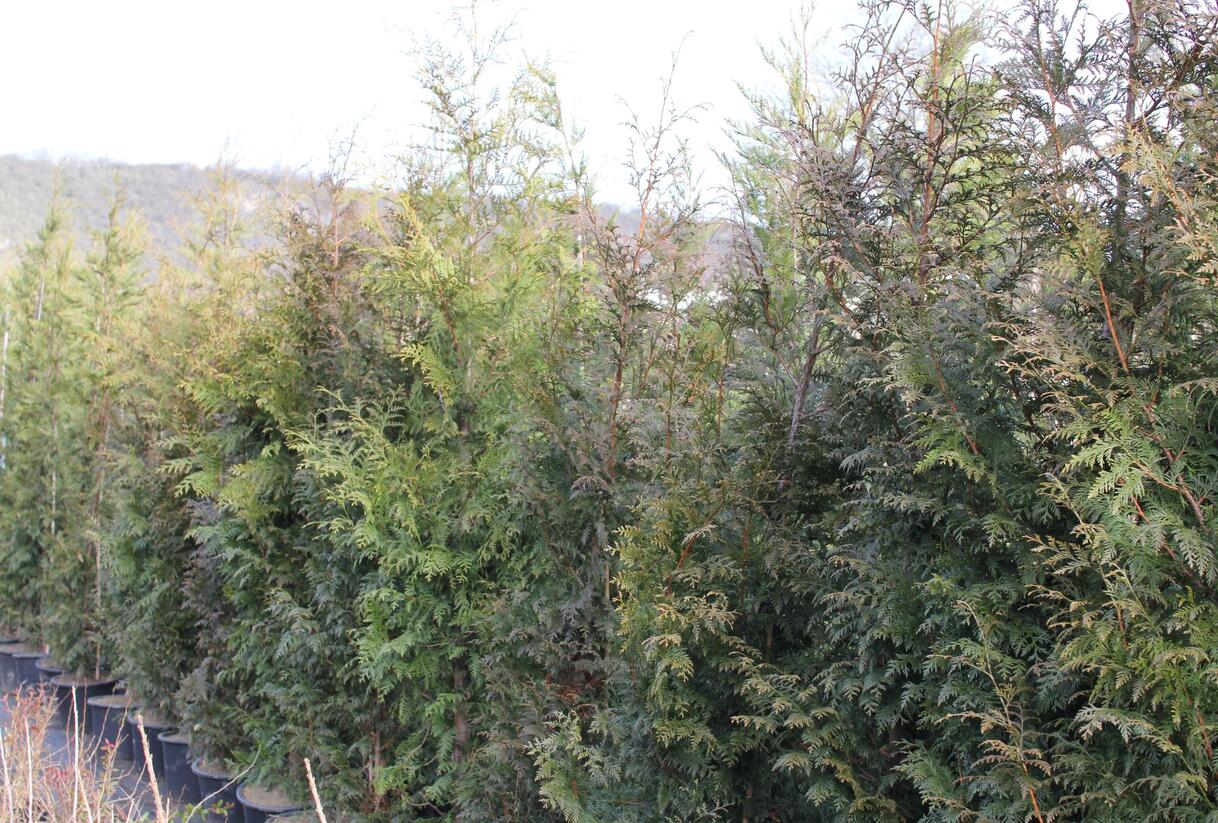 Túje obrovská, zerav řasnatý 'Excelsa' - Thuja plicata 'Excelsa'