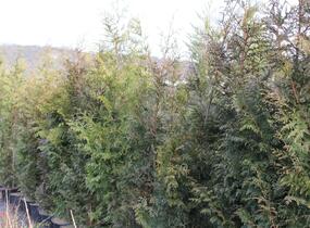 Túje obrovská, zerav řasnatý 'Excelsa' - Thuja plicata 'Excelsa'