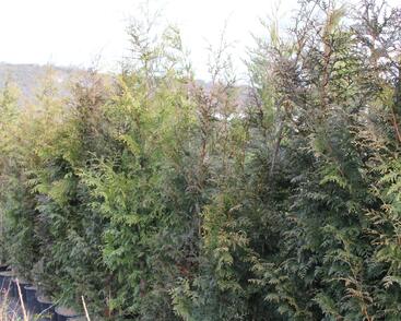 Túje obrovská, zerav řasnatý 'Excelsa'