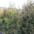 zerav-rasnaty-excelsa.jpg