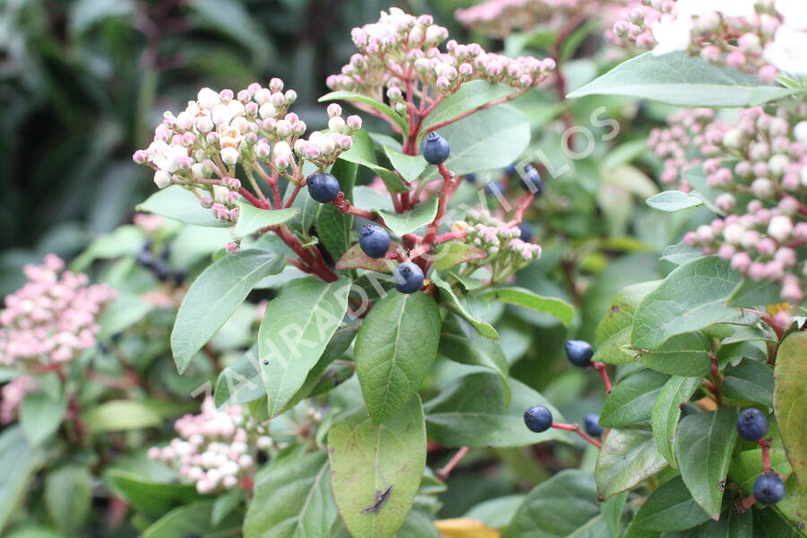 Kalina vavřínová 'Eve Price' - Viburnum tinus 'Eve Price'