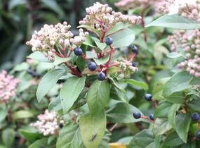 Kalina vavřínová 'Eve Price' - Viburnum tinus 'Eve Price'