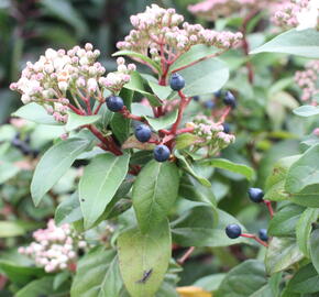 Kalina vavřínová 'Eve Price' - Viburnum tinus 'Eve Price'