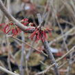 Vilín prostřední 'Ruby Glow' - Hamamelis intermedia 'Ruby Glow'