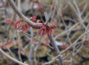 Vilín prostřední 'Ruby Glow' - Hamamelis intermedia 'Ruby Glow'