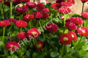 Sedmikráska chudobka 'Speedstar Plus Red' - Bellis perennis 'Speedstar Plus Red'