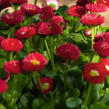 Sedmikráska chudobka 'Speedstar Plus Red' - Bellis perennis 'Speedstar Plus Red'