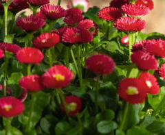 Sedmikráska chudobka 'Speedstar Plus Red' - Bellis perennis 'Speedstar Plus Red'