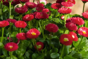 Sedmikráska 'Speedstar Plus Red' - Bellis perennis 'Speedstar Plus Red'