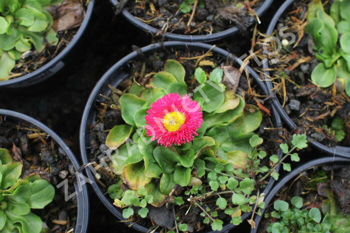 Sedmikráska chudobka 'Speedstar Plus Rose' - Bellis perennis 'Speedstar Plus Rose'