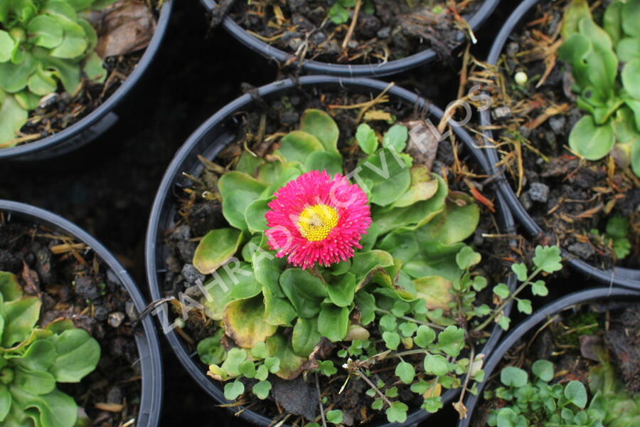 Sedmikráska chudobka 'Speedstar Plus Rose' - Bellis perennis 'Speedstar Plus Rose'