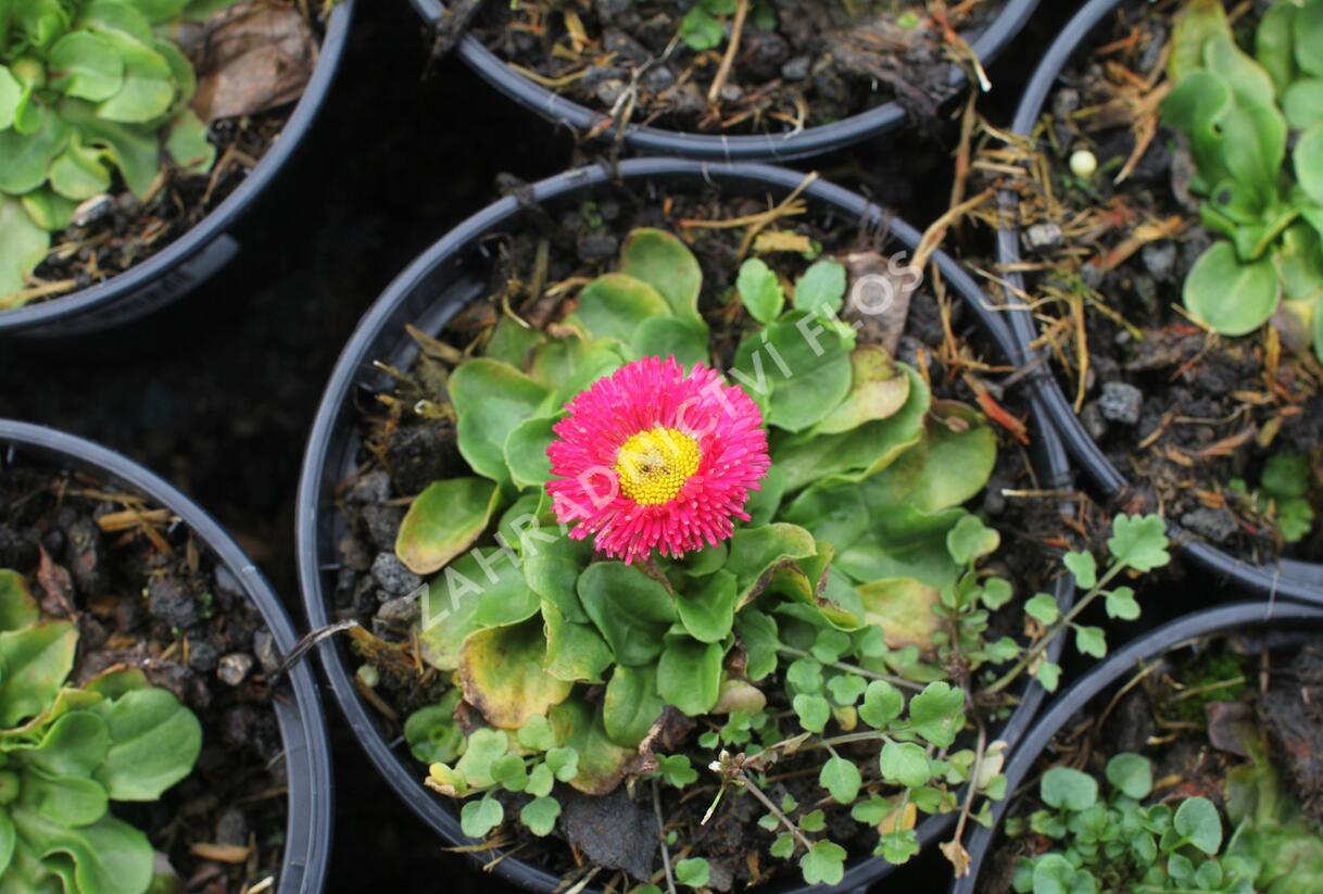 Sedmikráska chudobka 'Speedstar Plus Rose' - Bellis perennis 'Speedstar Plus Rose'