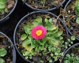Sedmikráska chudobka 'Speedstar Plus Rose'