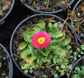 Sedmikráska chudobka 'Speedstar Plus Rose' - Bellis perennis 'Speedstar Plus Rose'