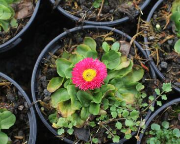 Sedmikráska chudobka 'Speedstar Plus Rose'