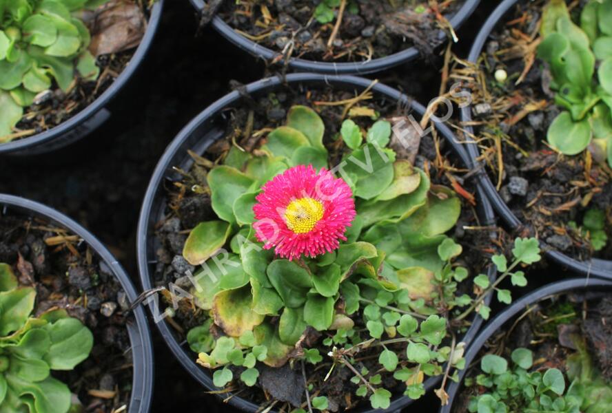 Sedmikráska chudobka 'Speedstar Plus Rose' - Bellis perennis 'Speedstar Plus Rose'