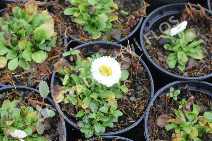 Sedmikráska chudobka 'Speedstar Plus White' - Bellis perennis 'Speedstar Plus White'