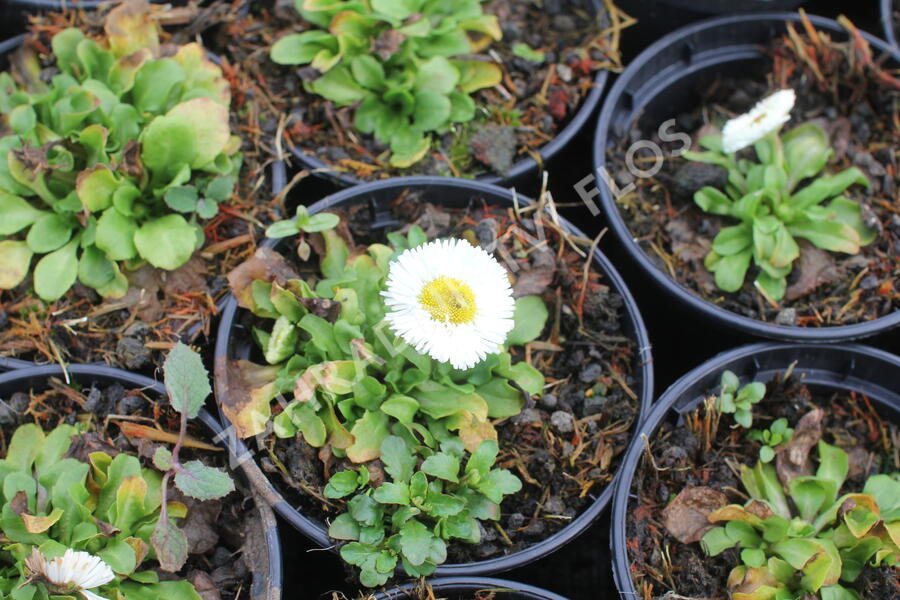 Sedmikráska chudobka 'Speedstar Plus White' - Bellis perennis 'Speedstar Plus White'