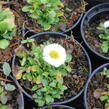 Sedmikráska chudobka 'Speedstar Plus White' - Bellis perennis 'Speedstar Plus White'