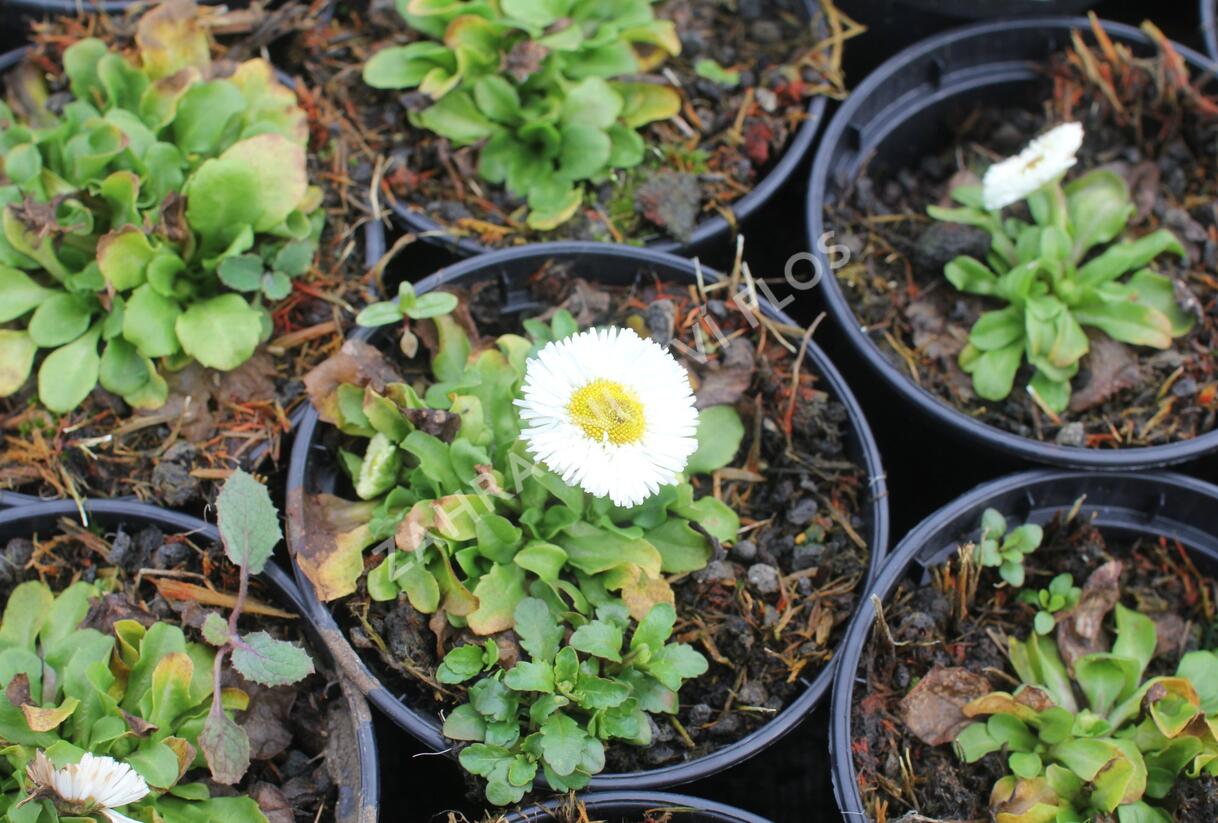 Sedmikráska chudobka 'Speedstar Plus White' - Bellis perennis 'Speedstar Plus White'