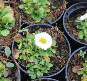 Sedmikráska chudobka 'Speedstar Plus White' - Bellis perennis 'Speedstar Plus White'