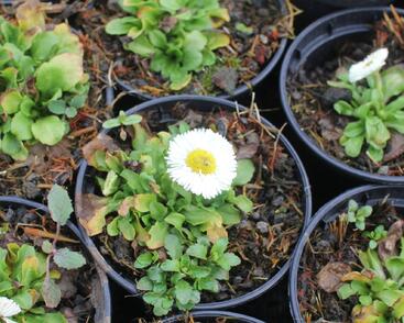 Sedmikráska chudobka 'Speedstar Plus White'