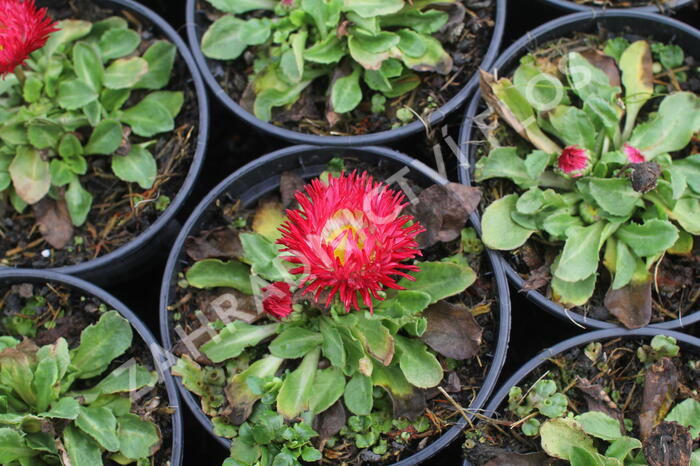 Sedmikráska chudobka 'Beluga Bicolor Red' - Bellis perennis 'Beluga Bicolor Red'