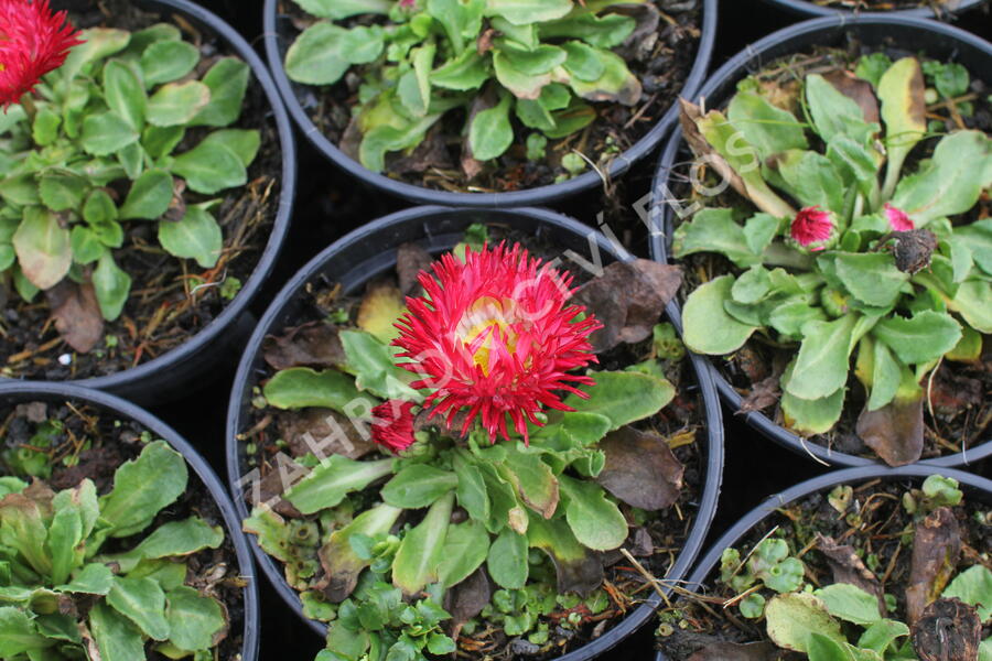Sedmikráska chudobka 'Beluga Bicolor Red' - Bellis perennis 'Beluga Bicolor Red'