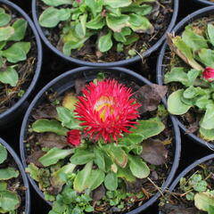 Sedmikráska chudobka 'Beluga Bicolor Red' - Bellis perennis 'Beluga Bicolor Red'