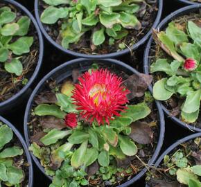 Sedmikráska chudobka 'Beluga Bicolor Red' - Bellis perennis 'Beluga Bicolor Red'