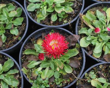 Sedmikráska chudobka 'Beluga Bicolor Red'