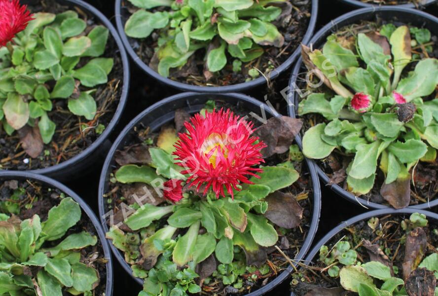 Sedmikráska chudobka 'Beluga Bicolor Red' - Bellis perennis 'Beluga Bicolor Red'