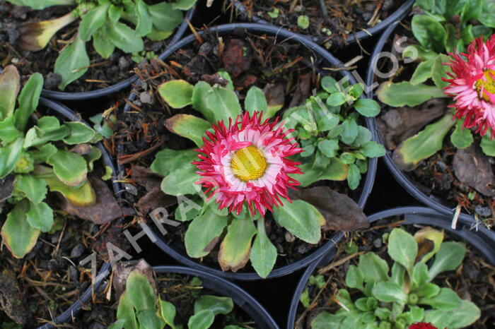 Sedmikráska chudobka 'Beluga Bicolor Rose' - Bellis perennis 'Beluga Bicolor Rose'
