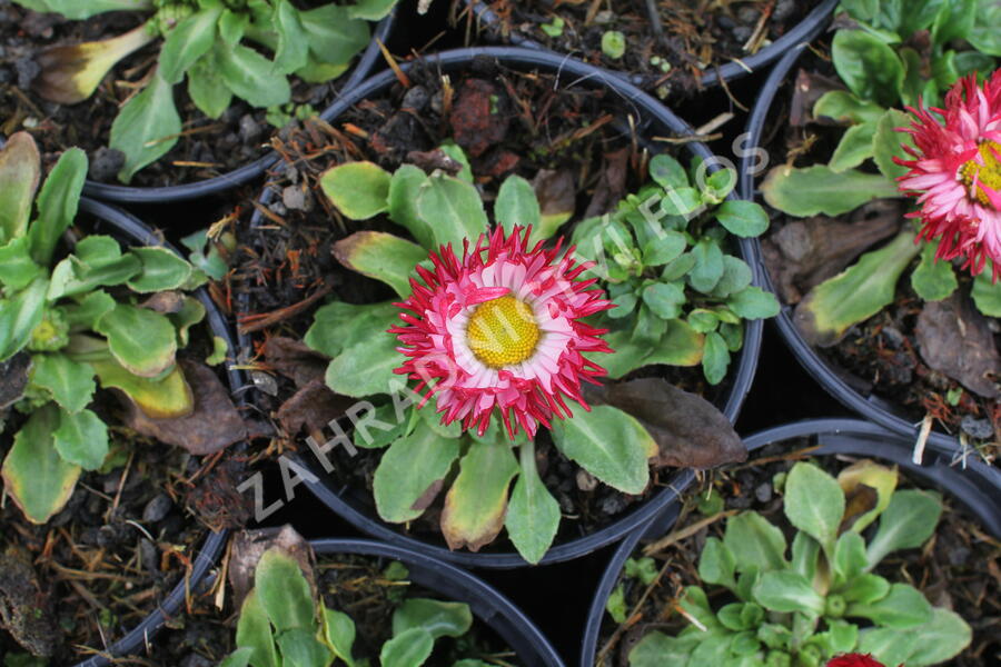 Sedmikráska chudobka 'Beluga Bicolor Rose' - Bellis perennis 'Beluga Bicolor Rose'