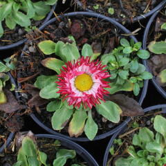 Sedmikráska chudobka 'Beluga Bicolor Rose' - Bellis perennis 'Beluga Bicolor Rose'