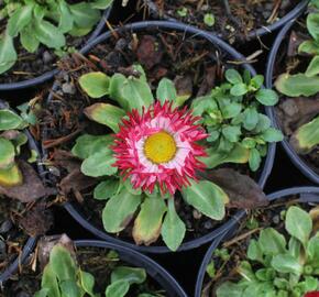 Sedmikráska chudobka 'Beluga Bicolor Rose' - Bellis perennis 'Beluga Bicolor Rose'