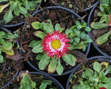 Sedmikráska chudobka 'Beluga Bicolor Rose'
