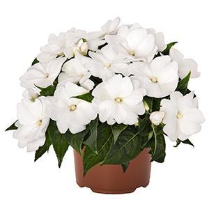 Netýkavka 'Magnum Pure White' - Impatiens Neu Guinea 'Magnum Pure White'