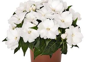 Netýkavka, balzamína 'Magnum Pure White' - Impatiens Neu Guinea 'Magnum Pure White'