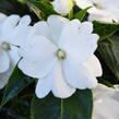 Netýkavka 'Magnum Pure White' - Impatiens Neu Guinea 'Magnum Pure White'