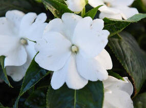 Netýkavka, balzamína 'Magnum Pure White' - Impatiens Neu Guinea 'Magnum Pure White'