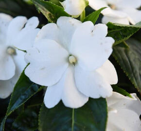 Netýkavka 'Magnum Pure White' - Impatiens Neu Guinea 'Magnum Pure White'