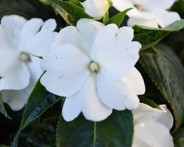 Netýkavka, balzamína 'Magnum Pure White'