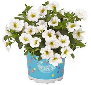 Minipetúnie, Million Bells 'Aloha Kona White ' - Calibrachoa hybrida 'Aloha Kona White'