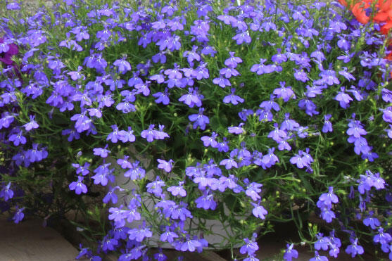 Lobelka převislá 'Sun Tropics Compact Blue' - Lobelia richardii 'Sun Tropics Compact Blue'