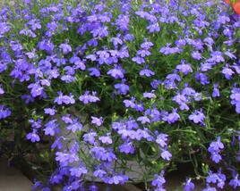 Lobelka převislá 'Sun Tropics Compact Blue'