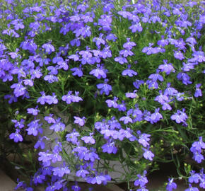 Lobelka převislá 'Sun Tropics Compact Blue' - Lobelia richardii 'Sun Tropics Compact Blue'