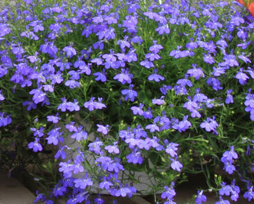 Lobelka převislá 'Sun Tropics Compact Blue'